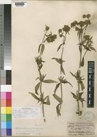 Type of Agathisanthemum quadricostatum Bremek. var. pubescens Bremek. [family RUBIACEAE]