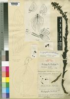 Holotype of Brachycorythis macclouniei Braid [family ORCHIDACEAE]