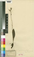 Type of Cynorchis kassneriana Kraenzl. [family ORCHIDACEAE]