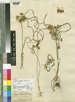 Syntype of Cyperus pseudokyllingioides Kük. var. africanus Kük [family CYPERACEAE]