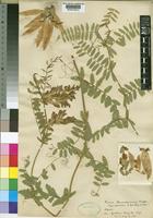 Type of Vicia dennesiana Watson [family LEGUMINOSAE-PAPILIONOIDEAE]