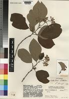 Cordia torrei E.S.Martins [family BORAGINACEAE]