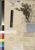 Holotype of Justicia uncinulata Oliv. [family ACANTHACEAE]