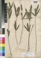 Isosyntype of Eriosema shirense Baker f. [family LEGUMINOSAE-PAPILIONOIDEAE]
