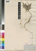 Eriosema shirense Baker f. [family LEGUMINOSAE-PAPILIONOIDEAE]