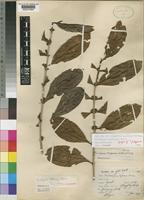 Syntype of Tricalysia pobeguinii Hutch. & Dalziel [family RUBIACEAE]