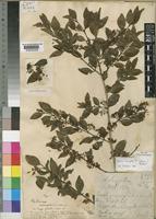 Type of Plectronia locuples K.Schum. [family RUBIACEAE]