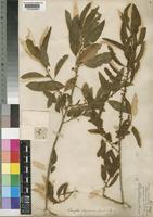 Clutia abyssinica Jaub. & Spach [family EUPHORBIACEAE]