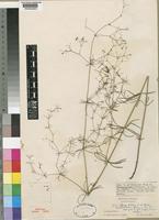 Holotype of Galium bussei K.Schum. & K.Krause var. glabrostrictus Brenan [family RUBIACEAE]