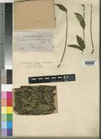 Bersama abyssinica Fresen. subsp. paullinioides (Planch.) Verdc. [family MELIANTHACEAE]