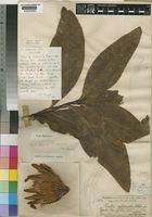 Holotype of Protea madiensis Oliv. [family PROTEACEAE]