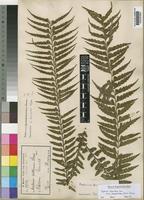 Asplenium pellucidum Lam. subsp. pseudohorridum (Hieron.) Schelpe [family ASPLENIACEAE]
