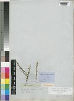 Isotype of Lycium echinatum Dunal [family SOLANACEAE]