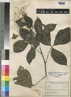 Isotype of Allophylus camptoneurus Radlk. [family SAPINDACEAE]
