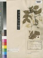 Isotype of Strychnos usambarensis Gilg [family LOGANIACEAE]