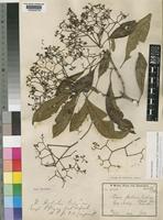Isotype of Nuxia holstii (Gilg) Gilg [family BUDDLEJACEAE]