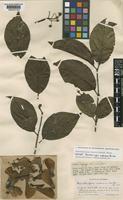 Isotype of Banisteriopsis inebrians C.V.Morton [family MALPIGHIACEAE]