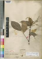 Syntype of Agelaea ugandensis G.Schellenb. [family CONNARACEAE]