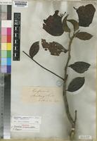 Holotype of Spathodea campanulata P.Beauv. [family BIGNONIACEAE]