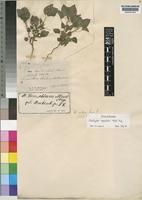 Isotype of Acalypha somalium Müll.Arg. [family EUPHORBIACEAE]
