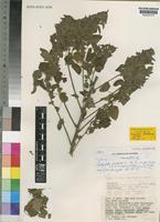 Type of Acalypha koraensis Radcl.-Sm. [family EUPHORBIACEAE]