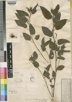 Acalypha benguelensis Müll.Arg. [family EUPHORBIACEAE]