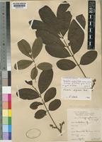 Lectotype of Trichilia grotei Harms [family MELIACEAE]