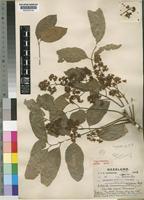 Type of Khaya nyasica Stapf ex Baker f. [family MELIACEAE]