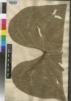 Type of Anthurium regale Linden [family ARACEAE]