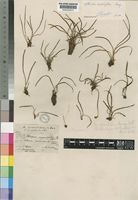 Vittaria isoetifolia Bory [family VITTARIACEAE]