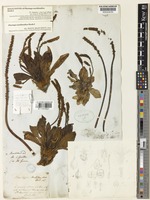 Isolectotype of Plantago aucklandica Hook.f. [family PLANTAGINACEAE]