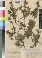 Type of Cotoneaster humilis Dunn [family ROSACEAE]