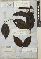 Isotype of Gnetum microstachyum Bentham ex Tulasne [family GNETACEAE]