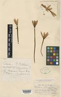 Colchicum callicymbium Stearn & Stef. [family COLCHICACEAE]