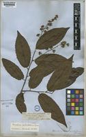 Isotype of Homalium eleutherostylum S.F.Blake [family FLACOURTIACEAE]