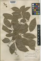 Isotype of Homalium leiogynum Blake [family FLACOURTIACEAE]