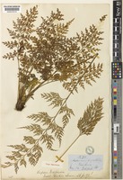 Asplenium wilfordii Mett.; Kuhn [family ASPLENIACEAE]
