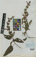 Type of Salvia quitensis Benth. [family LAMIACEAE]