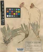 Fibigia suffruticosa Sweet [family CRUCIFERAE]