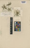 Rorippa nana (Schltdl.) J.F.Macbr. [family CRUCIFERAE]