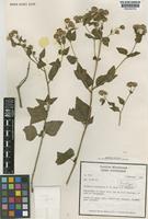 Isotype of Bishovia boliviensis R.M.King & H.Rob. [family COMPOSITAE]
