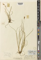 Carex kashmirensis C.B.Clarke [family CYPERACEAE]