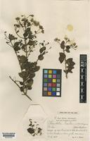 Type of Herodotia haitiensis Urb. & Ekman [family COMPOSITAE]