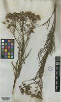 Senecio brasiliensis DC [family COMPOSITAE]