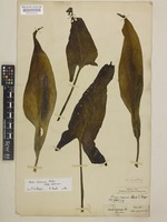 Arum italicum Mill. subsp. italicum [family ARACEAE]