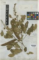 Leucaena trichodes (Jacq.) Benth. [family LEGUMINOSAE-MIMOSOIDEAE]