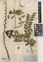 Isotype of Marcgravia oligandra C.Wright ex Griseb. [family MARCGRAVIACEAE]
