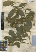 Balfourodendron riedelianum (Engl.) Engl. [family RUTACEAE]
