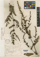 Type of Rumex inconspicuus Rech.f. [family POLYGONACEAE]