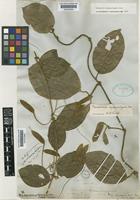Type of Mendoncia squamuligera Nees [family ACANTHACEAE]